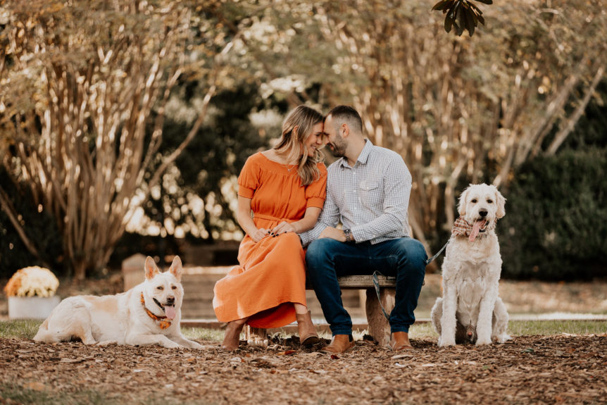 Engaged Couple Gazing at Each Other on a Bench, Accompanied by Their Dogs