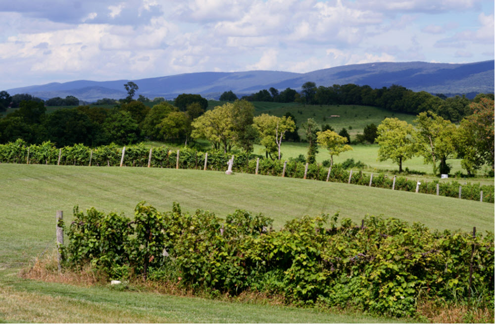 Breathtaking view at Bogati Winery, ideal venue for luxurious small weddings in Round Hill, NOVA.